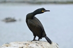 Shag