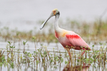 Roseate Spoonbill at Harns Marsh, Florida