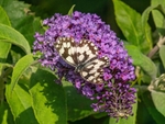 Marbled White