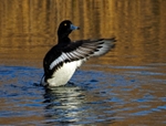 Tufted Duck