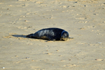 Atlantic Grey Seal