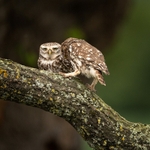 The Lovers