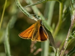 Small Skipper