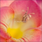 Freesia Heart