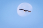 Moonshot