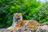 Amur Tiger - DSC_3708