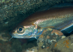 Trisopterus minutus