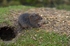 Water Vole