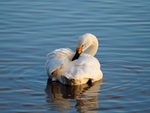 Bewick's Swan
