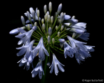 Agapanthus (02)