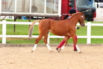 SBM_10176