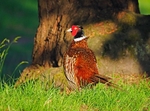 Pheasant