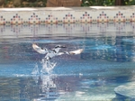Pied Kingfisher in swimming pool