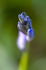 Bluebell macro 3