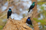 Glossy Starlings
