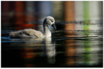 Cygnet Reflection 