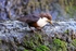 Dipper