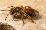 Andrena bucephala (f)