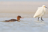 Red-breasted Merganser & Snowy Egret, Fort De Soto, Florida