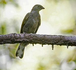 Spotted Honeyguide