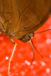 Butterfly3
