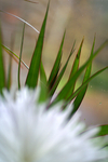Flowers Set 08 - 56
