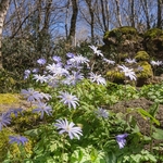 Blue wood anemone (Anemone appenina) 