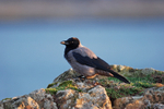 Hooded Crow