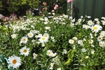 Daisies