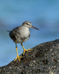 Wandering Tattler on a rock, Ke'e Beach, Kauai