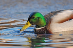Mallard