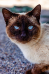 Cat domestic-3503