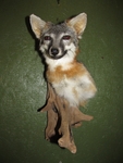 FOX SHLD