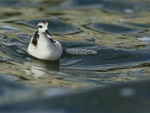 Red-necked Phalarope (juvenile), Farmoor