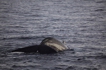Blue Whale 8859