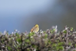 Teesdale  2018-04-19 08-36-53 