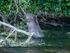 Eurasian Beaver