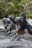 Marine Iguanas
