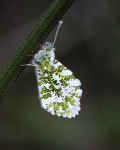 Orange Tip
