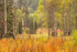 Bow Valley Parkway
