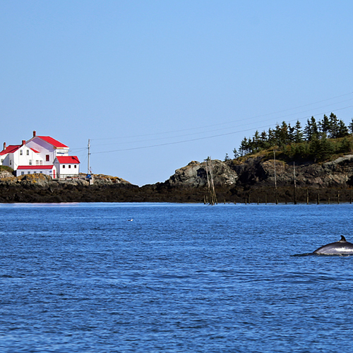 A Minke Whale surfaces just in front of East Quoddy Lighthouse at Head Harbor, Campobello Island.
