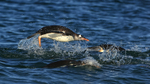 Porpoising Gentoo Penguin side view, Sea Lion Island, Falklands