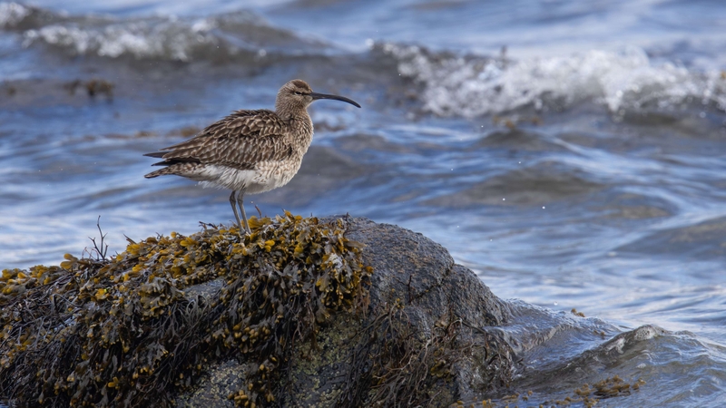 Eurasian Whimbrel - Kildonan - Isle of Arran - Scotland