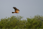 Marsh Harrier - Fowlmere