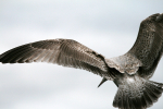 _Herring Gull _AGT001