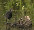 Coot (Juvenile)