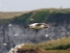 Fulmar
