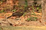 Chaco Chachalaca portfolio
