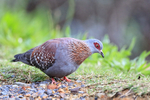 Speckled Pigeon foraging, Simon's Town, South Africa