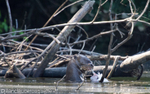 Giant Otter